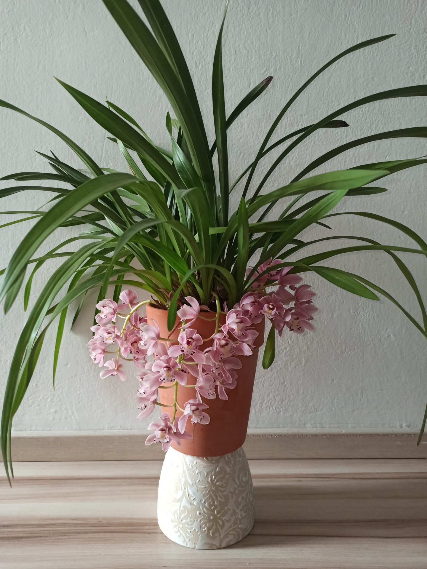 Cymbidium cascade "Sakura"