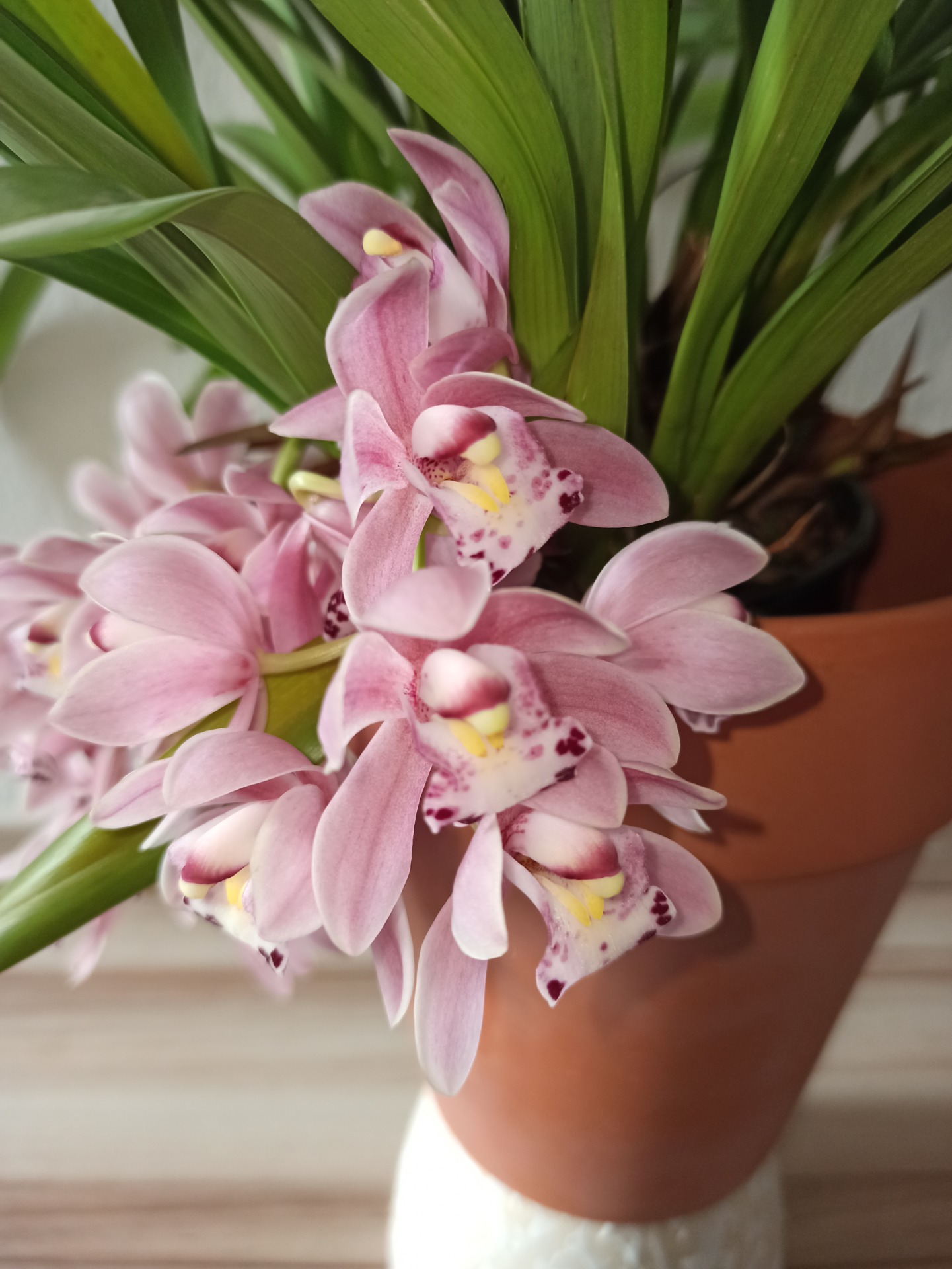 Detail kvetov Cymbidium cascade "Sakura"